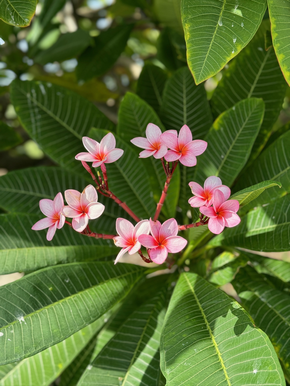 Frangipani Tropical garden